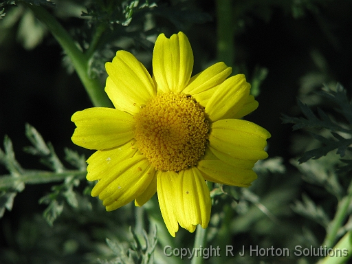 Chrysanthuenum coronarium